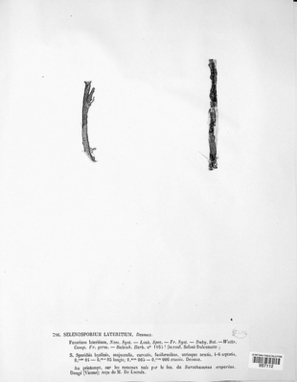 Fusarium lateritium image